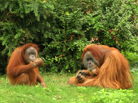 Фото Bornean Orangutan