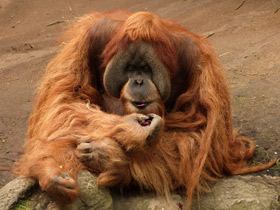Фото Bornean Orangutan