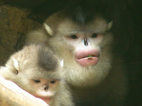Фото Black-and-white snub-nosed monkey