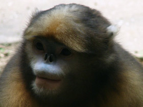 Фото Black-and-white snub-nosed monkey