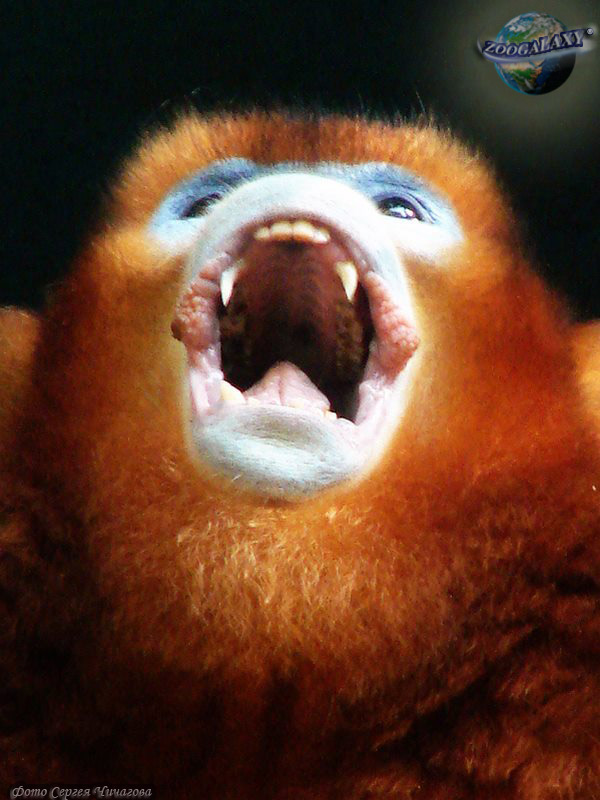 Langur chato dorado, un mono con cara azul – ConocEspecies