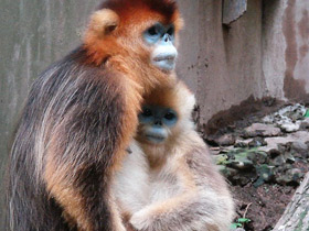 Фото Golden snub-nosed monkey