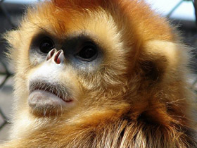 Фото Golden snub-nosed monkey