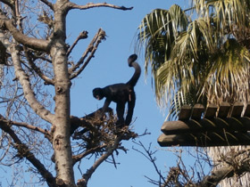 Фото Black-headed spider monkey