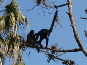 Фото Black-headed spider monkey