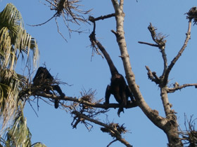 Фото Black-headed spider monkey