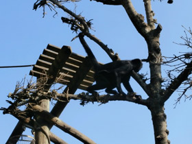 Фото Black-headed spider monkey