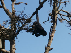 Фото Black-headed spider monkey