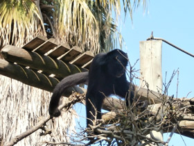 Фото Black-headed spider monkey