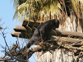 Фото Black-headed spider monkey