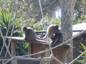 Фото Brown spider monkey