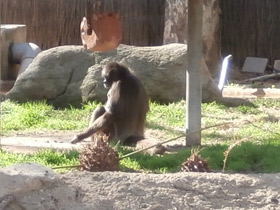 Фото Brown spider monkey