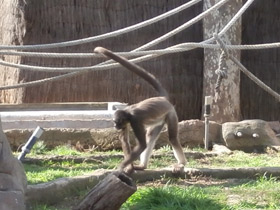 Фото Brown spider monkey