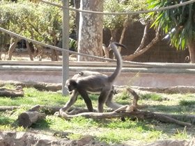 Фото Brown spider monkey