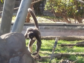 Фото Brown spider monkey