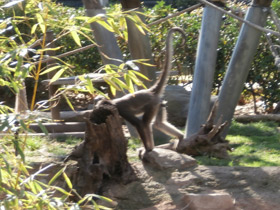 Фото Brown spider monkey