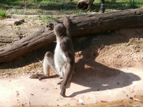 Фото Brown spider monkey