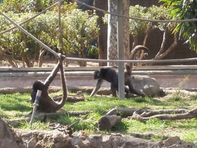 Фото Brown spider monkey