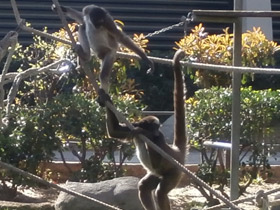 Фото Brown spider monkey