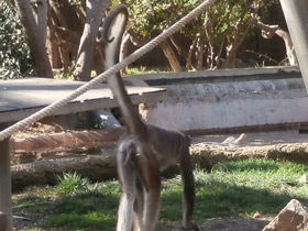 Фото Brown spider monkey