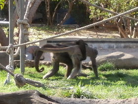 Фото Brown spider monkey