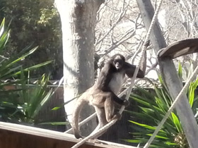 Фото Brown spider monkey