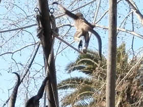 Фото Brown spider monkey