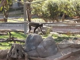 Фото Brown spider monkey