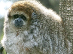 Фото White-eared titi monkey