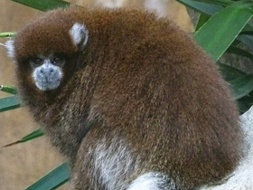 Фото White-eared titi monkey