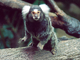Фото Common marmoset