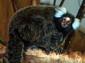 Фото Common marmoset
