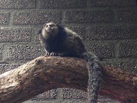 Фото Black-tufted marmoset