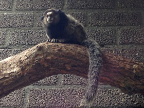 Фото Black-tufted marmoset