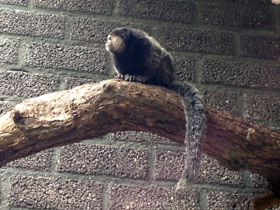 Фото Black-tufted marmoset