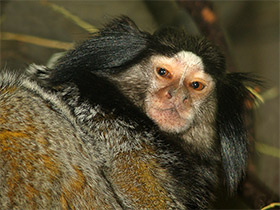 Фото Black-tufted marmoset