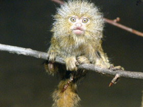 Фото Western pygmy marmoset