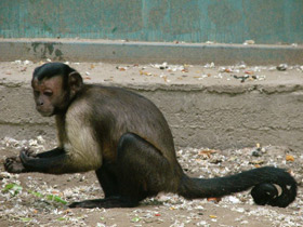 Фото Brown capuchin