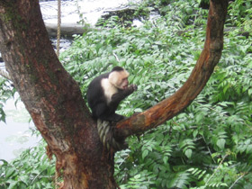 Фото Colombian white-faced capuchin