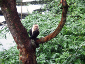 Фото Colombian white-faced capuchin