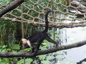 Фото Colombian white-faced capuchin