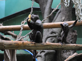Фото Guianan weeper capuchin