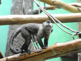 Фото Guianan weeper capuchin