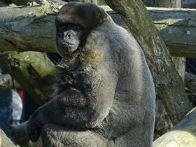 Фото Brown woolly monkey