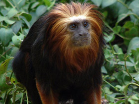 Фото Golden-headed lion tamarin