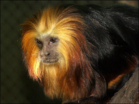 Фото Golden-headed lion tamarin