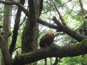 Фото Golden-headed lion tamarin