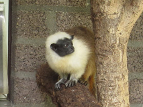 Фото Pied tamarin
