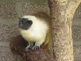 Фото Pied tamarin