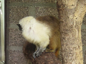 Фото Pied tamarin